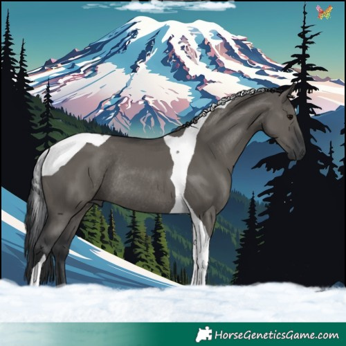 Horse Color:Grullo Tobiano Rabicano 