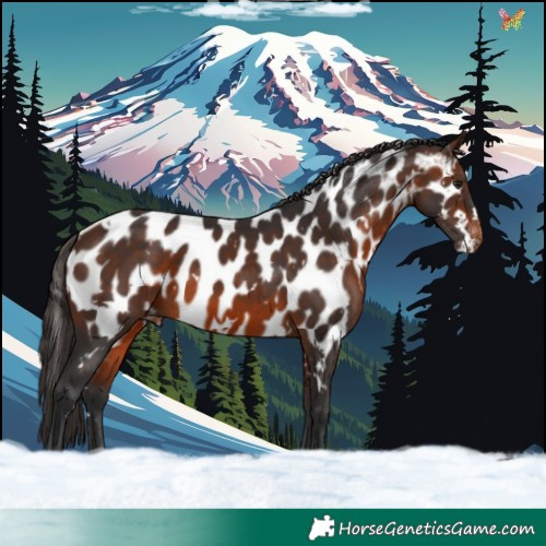 Horse Color:White Spotted Brown Appaloosa 