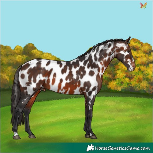 Horse Color:White Spotted Brown Appaloosa 