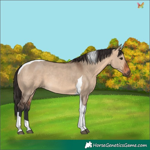 Horse Color:Bay Dun Tobiano Rabicano 