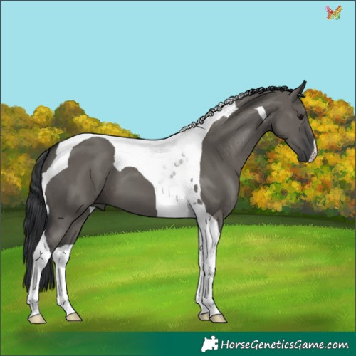 Horse Color:Grullo Tobiano 