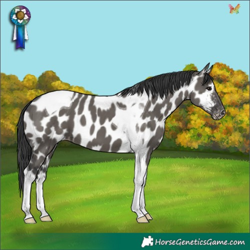 Horse Color:Grullo Tobiano Near Leopard 