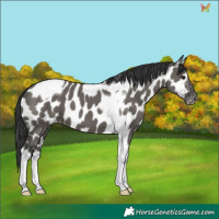 Horse Color:Grullo Tobiano Appaloosa 