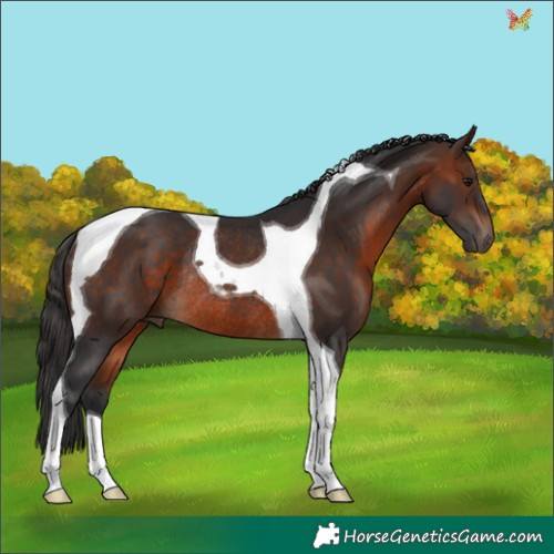 Horse Color:Brown Tobiano Rabicano 