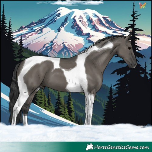 Horse Color:Grullo Tobiano 