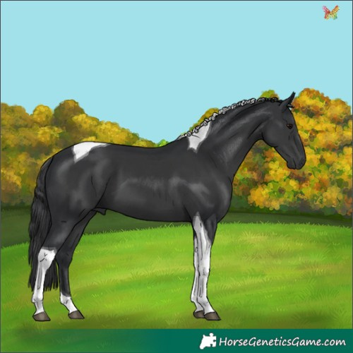 Horse Color:Black Tobiano 