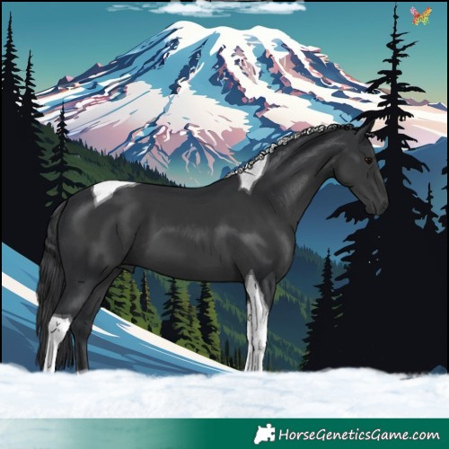 Horse Color:Black Tobiano 