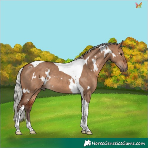 Horse Color:White Spotted Silver Brown Dun Tobiano Rabicano 