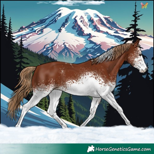 Horse Color:White Spotted Chestnut Tobiano 