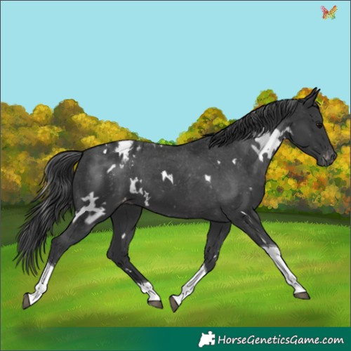 Horse Color:White Spotted Black Tobiano Appaloosa 