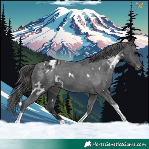 Horse Color:White Spotted Black Tobiano Appaloosa 