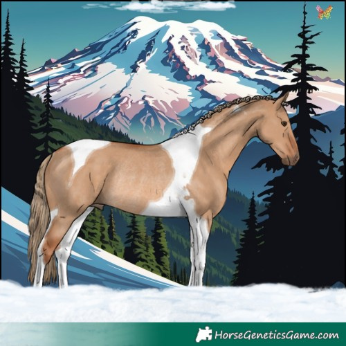 Horse Color:Red Dun Tobiano Rabicano 