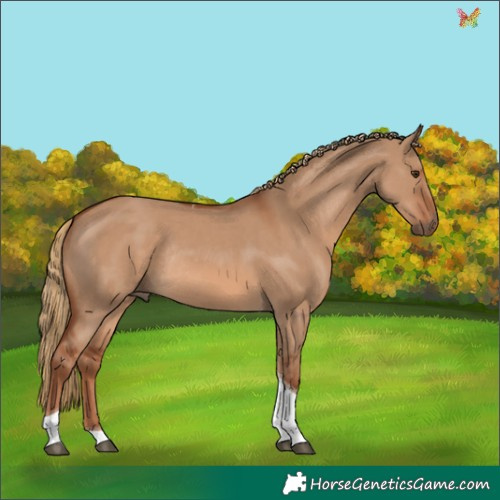 Horse Color:Red Dun Tobiano Rabicano 