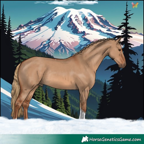 Horse Color:Red Dun Tobiano Rabicano 