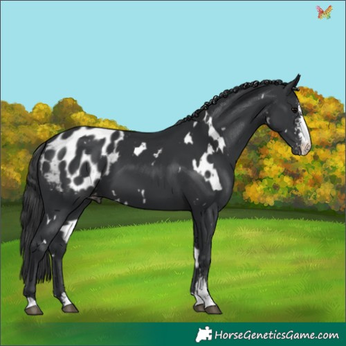 Horse Color:White Spotted Black Sabino Appaloosa 