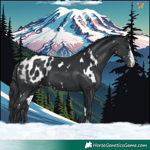 Horse Color:White Spotted Black Sabino Appaloosa 