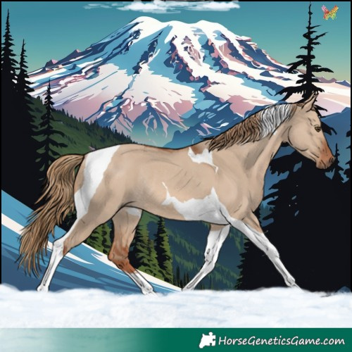 Horse Color:Red Dun Tobiano Rabicano 