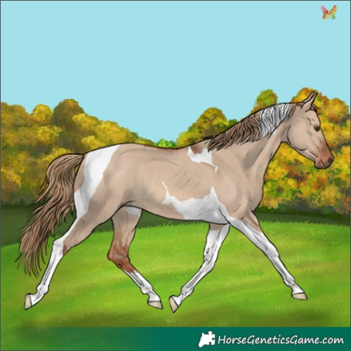Horse Color:Red Dun Tobiano Rabicano 