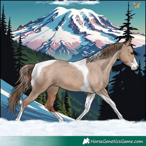 Horse Color:Red Dun Sabino Tobiano Varnish 