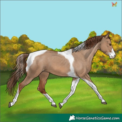 Horse Color:Red Dun Sabino Tobiano Appaloosa 