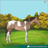 Horse Color:Bay Dun Tobiano Appaloosa Rabicano 