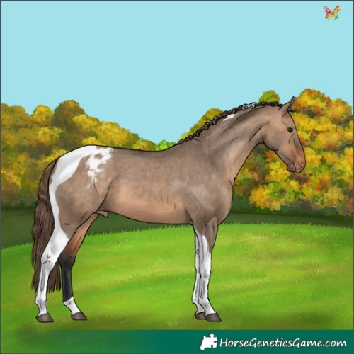 Horse Color:Bay Dun Tobiano Appaloosa 
