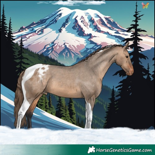Horse Color:Bay Dun Tobiano Appaloosa 