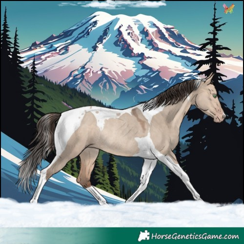 Horse Color:Amber Champagne Dun Tobiano Rabicano 