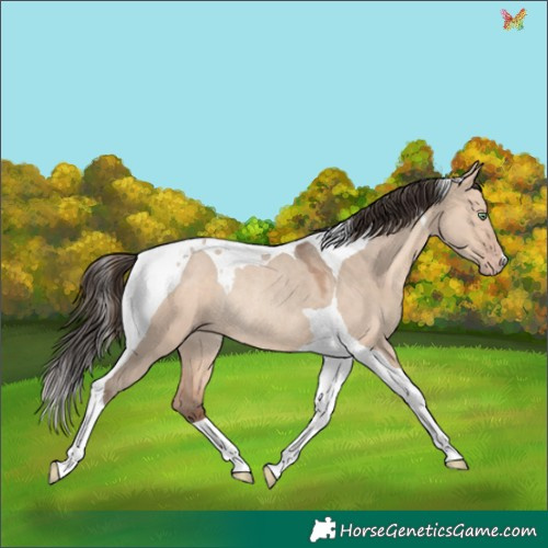 Horse Color:Amber Champagne Dun Tobiano Rabicano 