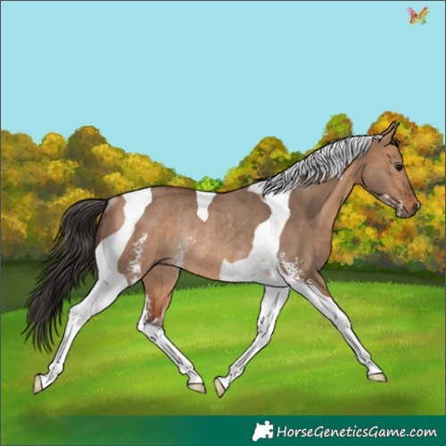 Horse Color:Bay Dun Sabino Tobiano Rabicano 