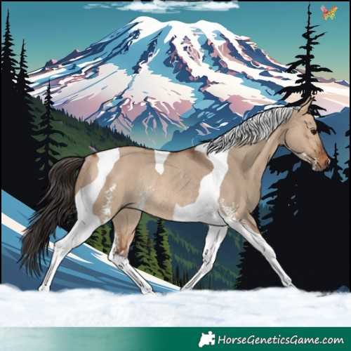 Horse Color:Bay Dun Sabino Tobiano Rabicano 
