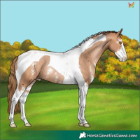 Horse Color:Brown Pearl Sabino Tobiano Rabicano