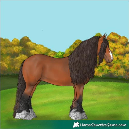 Horse Color:Bay 