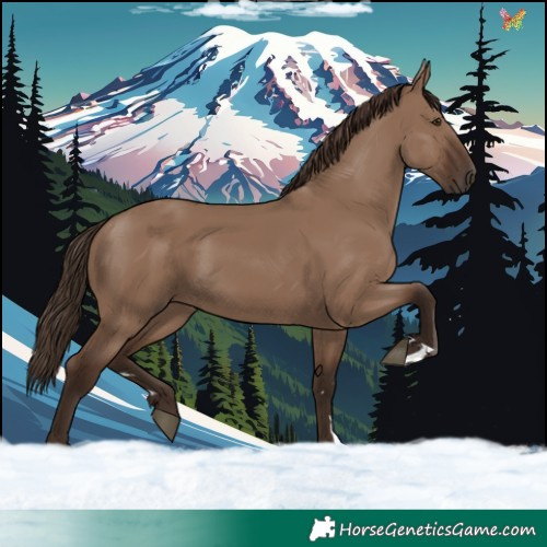Horse Color:Liver Red Dun 