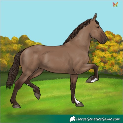 Horse Color:Liver Red Dun 