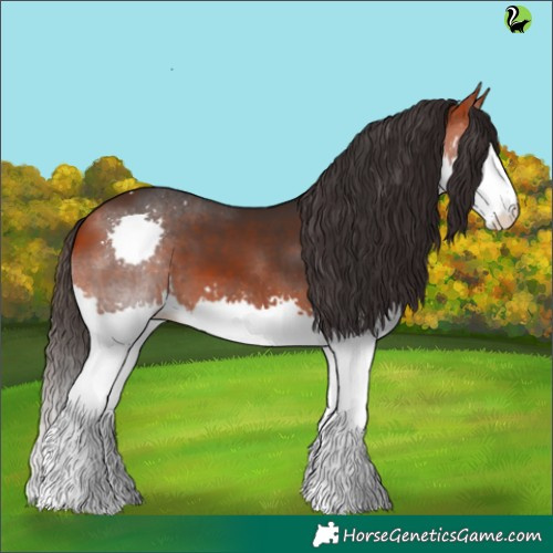 Horse Color:Bay Splash 