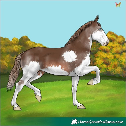 Horse Color:Liver Chestnut Splash 
