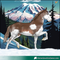 Horse Color:Liver Chestnut Splash 