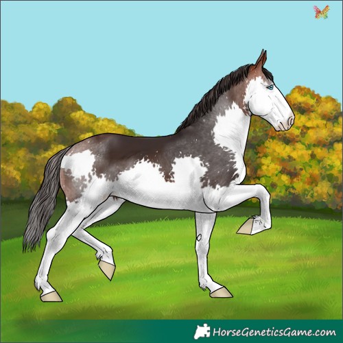 Horse Color:Brown Splash