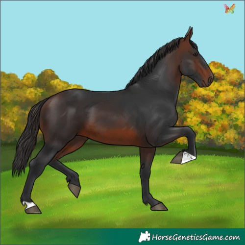Horse Color:Brown