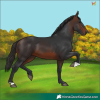 Horse Color:Brown 