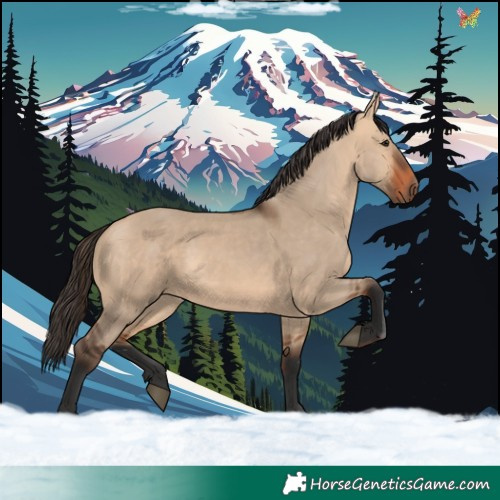 Horse Color:Bay Dun 