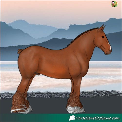 Horse Color:Chestnut 