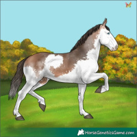 Horse Color:Bay Splash 