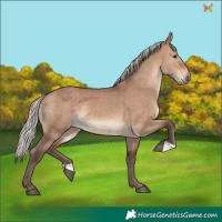 Horse Color:Silver Brown Dun