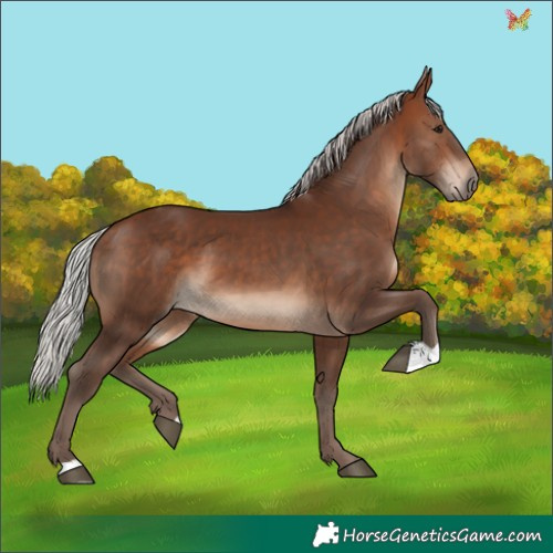 Horse Color:Silver Bay 