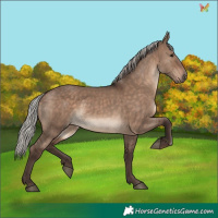 Horse Color:Silver Brown Dun