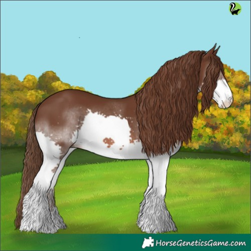Horse Color:Liver Chestnut Splash 