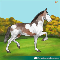 Horse Color:Bay Splash 