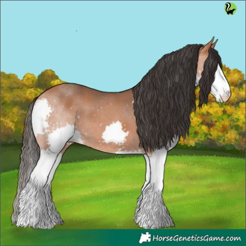 Horse Color:Bay Splash 